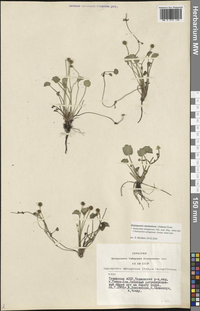 Halerpestes sarmentosus (Adams) Kom., Siberia, Altai & Sayany Mountains (S2) (Russia)