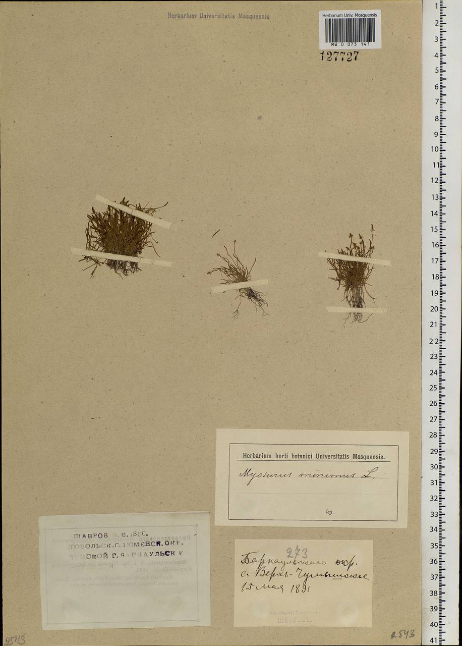 Myosurus minimus L., Siberia, Altai & Sayany Mountains (S2) (Russia)