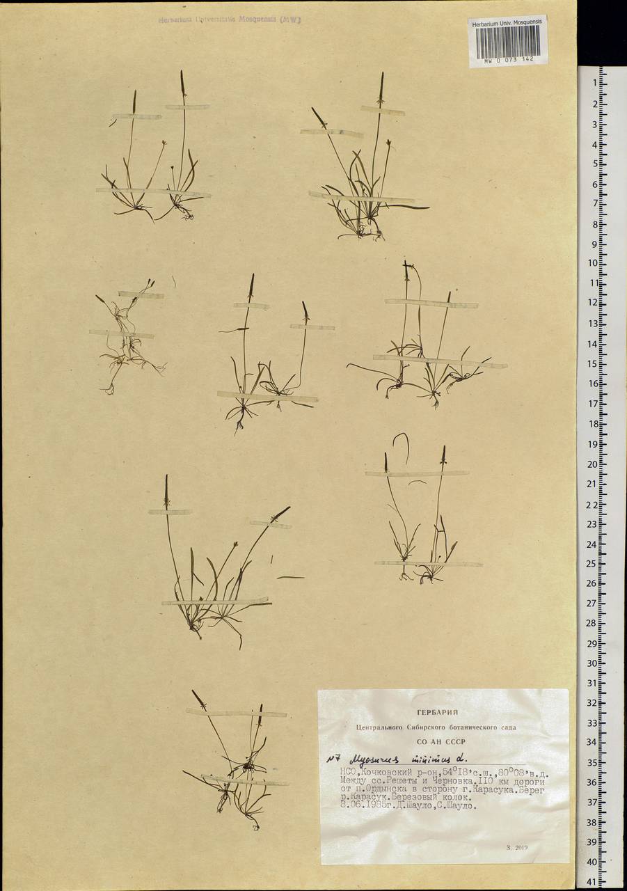 Myosurus minimus L., Siberia, Western Siberia (S1) (Russia)