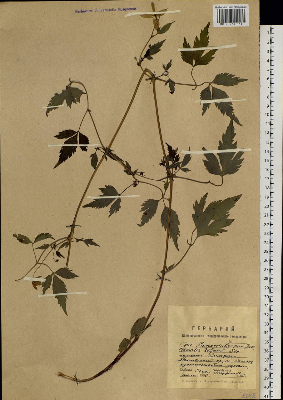 Clematis serratifolia Rehder, Siberia, Russian Far East (S6) (Russia)