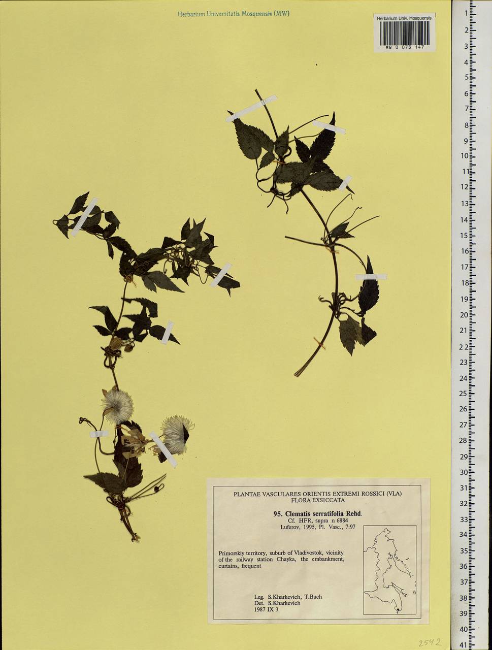 Clematis serratifolia Rehder, Siberia, Russian Far East (S6) (Russia)