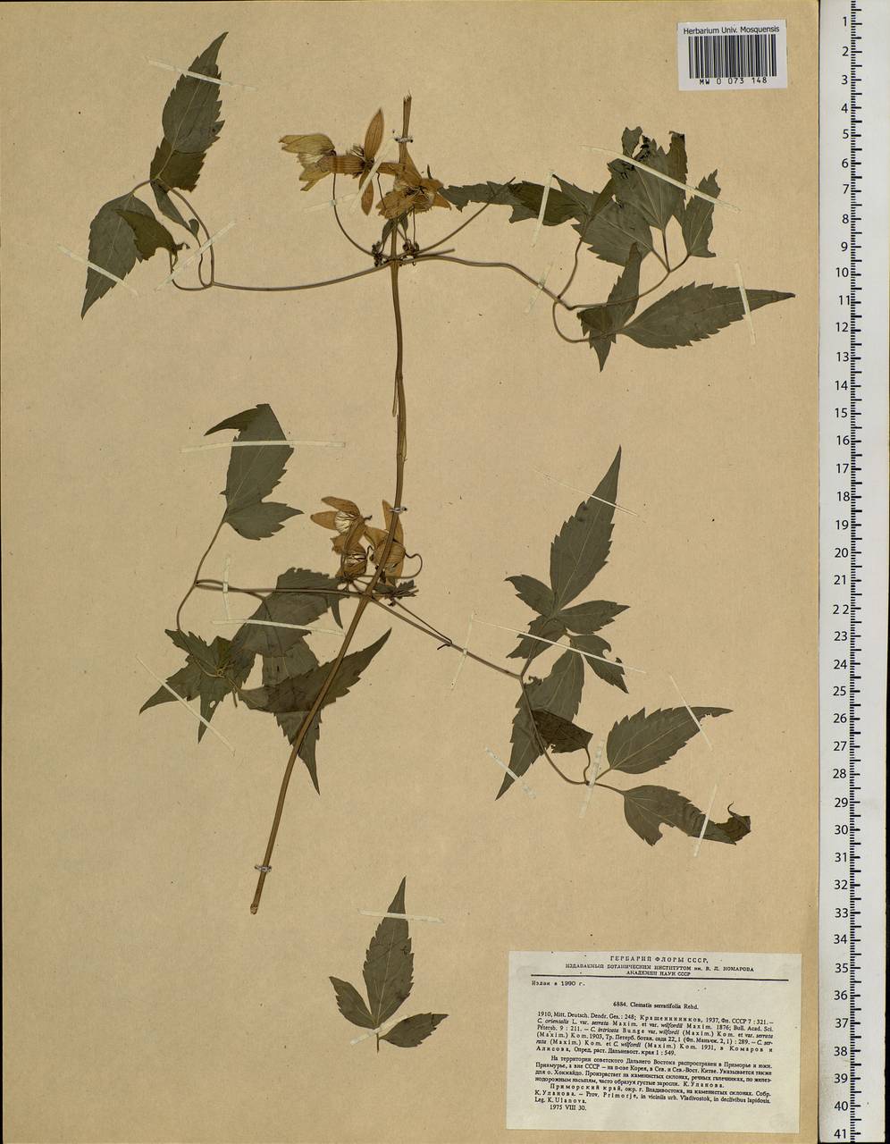 Clematis serratifolia Rehder, Siberia, Russian Far East (S6) (Russia)