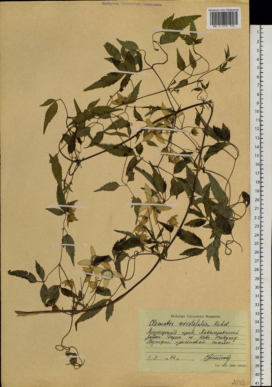 Clematis serratifolia Rehder, Siberia, Russian Far East (S6) (Russia)