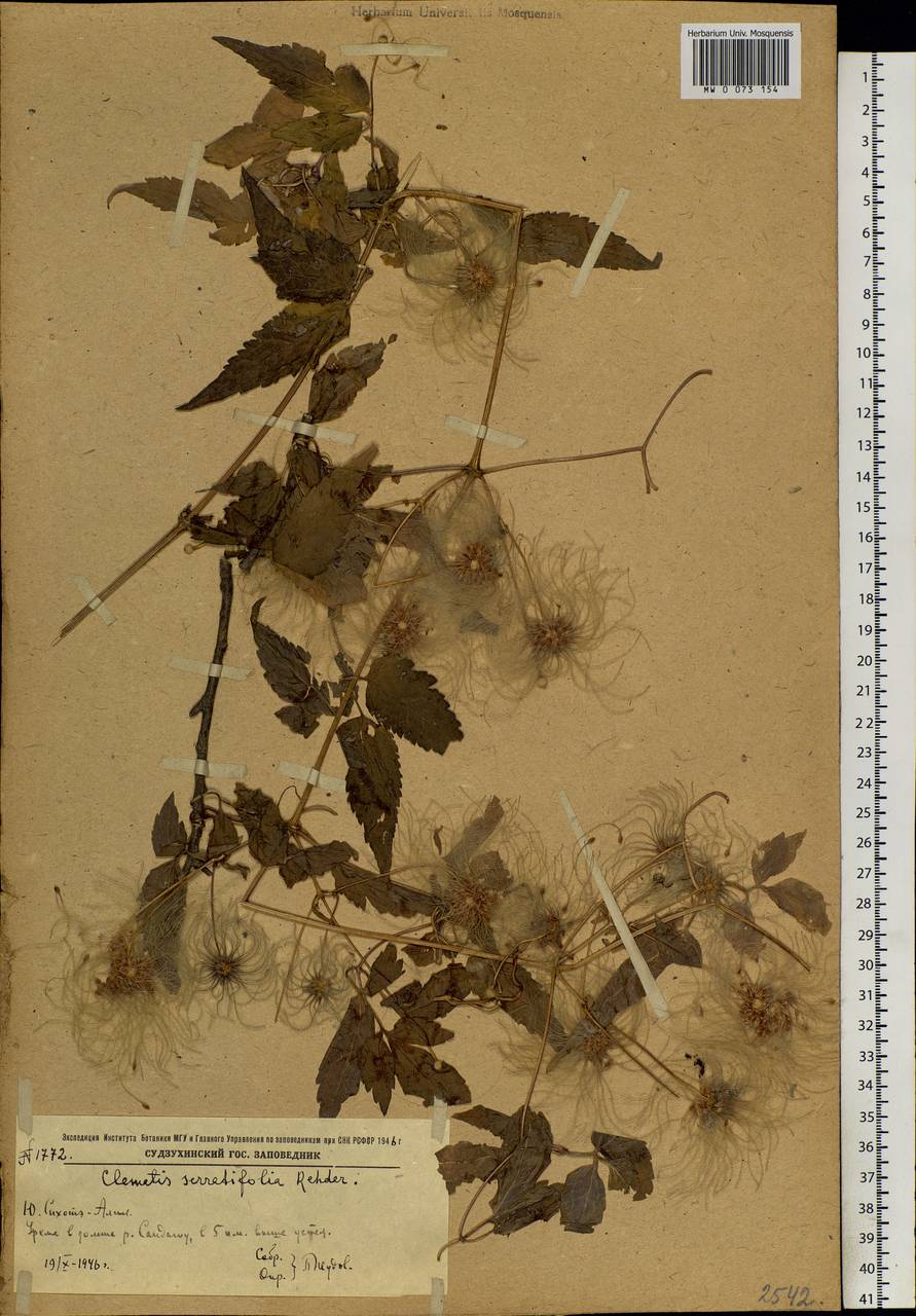 Clematis serratifolia Rehder, Siberia, Russian Far East (S6) (Russia)