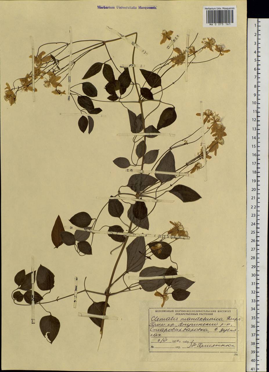 Clematis terniflora var. mandshurica (Rupr.) Ohwi, Siberia, Russian Far East (S6) (Russia)