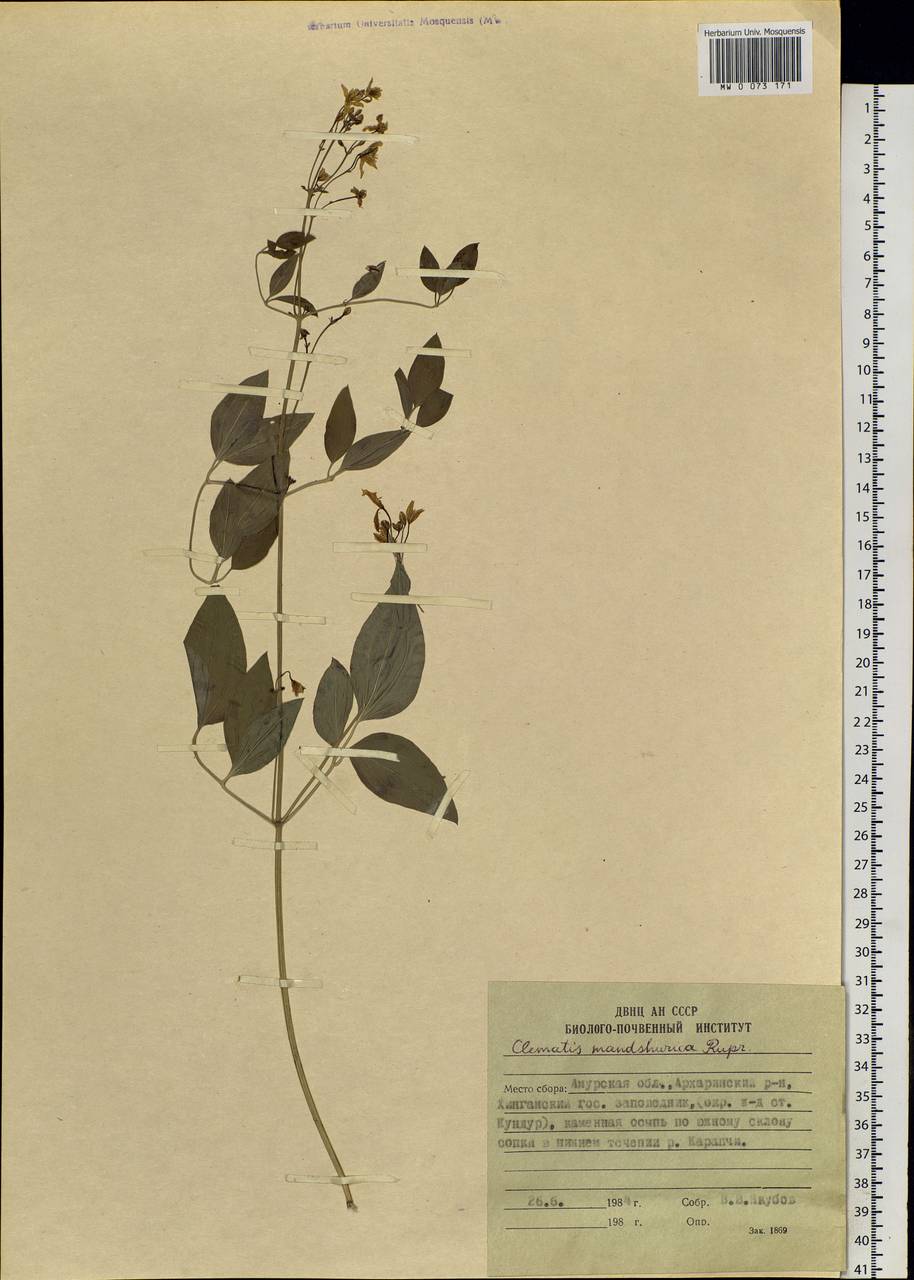 Clematis terniflora var. mandshurica (Rupr.) Ohwi, Siberia, Russian Far East (S6) (Russia)