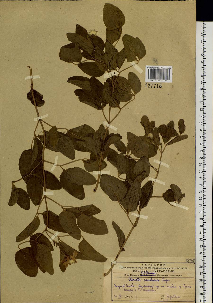 Clematis terniflora var. mandshurica (Rupr.) Ohwi, Siberia, Russian Far East (S6) (Russia)