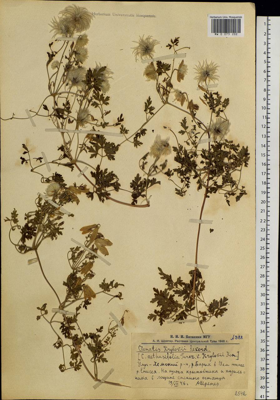 Clematis aethusifolia Turcz., Siberia, Altai & Sayany Mountains (S2) (Russia)
