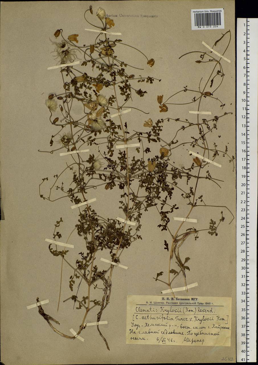 Clematis aethusifolia Turcz., Siberia, Altai & Sayany Mountains (S2) (Russia)