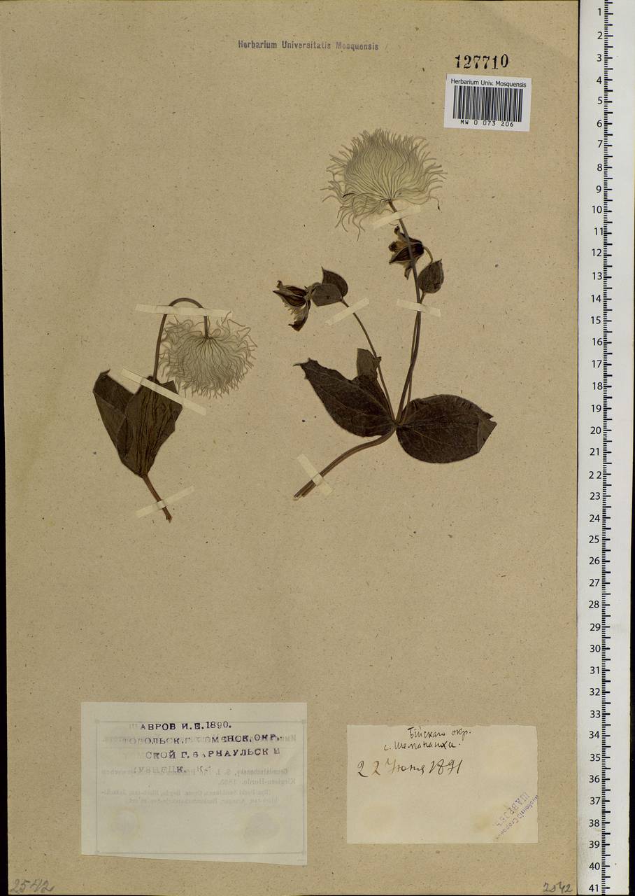 Clematis integrifolia L., Siberia, Western (Kazakhstan) Altai Mountains (S2a) (Kazakhstan)