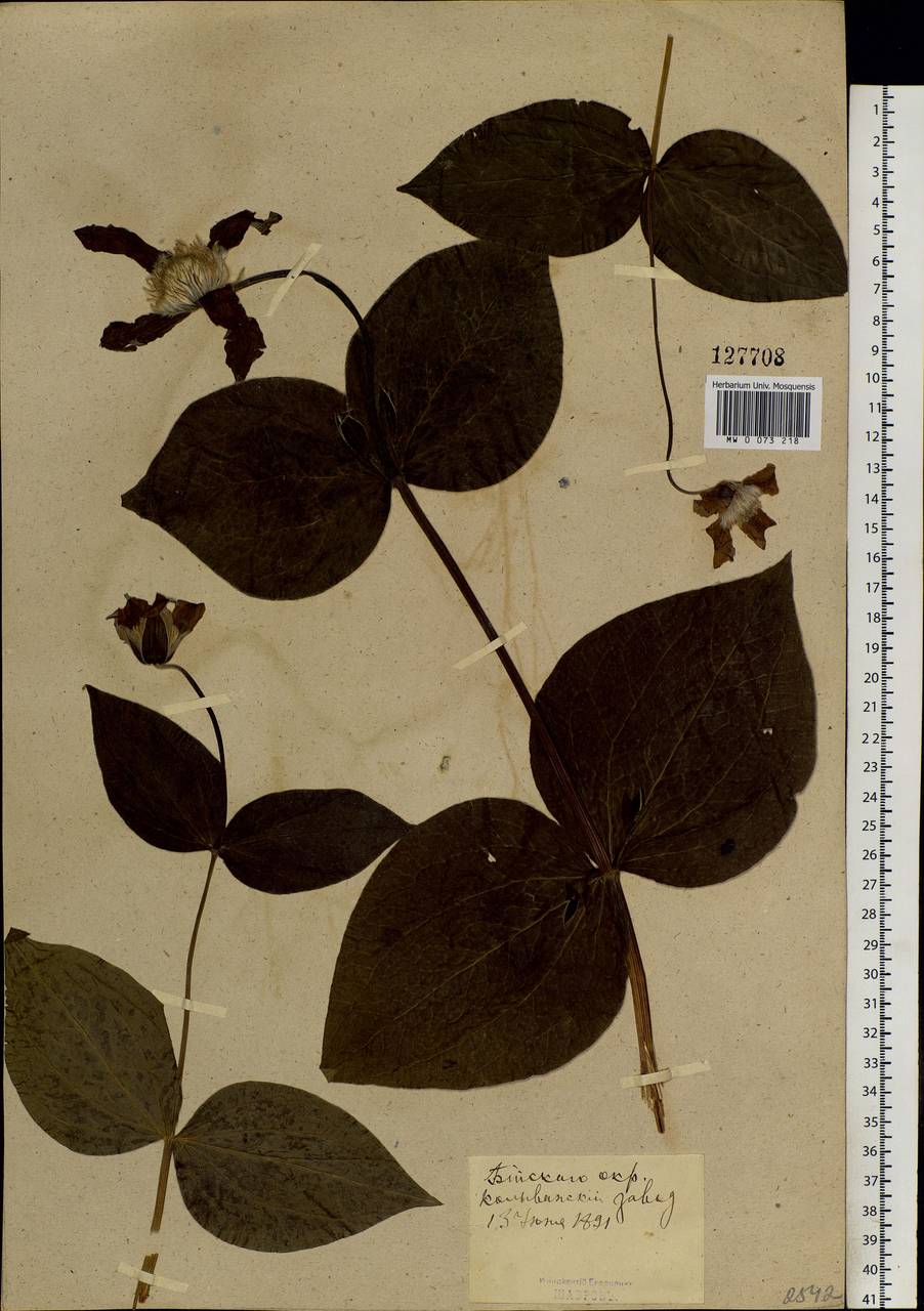 Clematis integrifolia L., Siberia, Altai & Sayany Mountains (S2) (Russia)