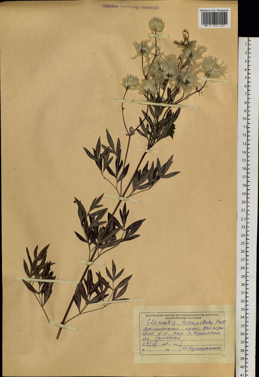 Clematis hexapetala Pall., Siberia, Russian Far East (S6) (Russia)