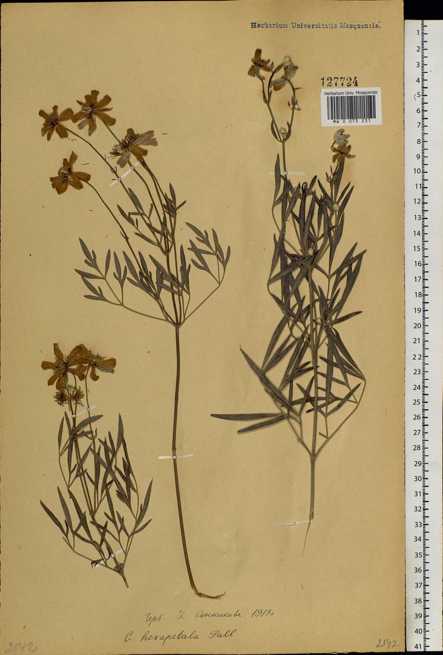 Clematis hexapetala Pall., Siberia, Russian Far East (S6) (Russia)