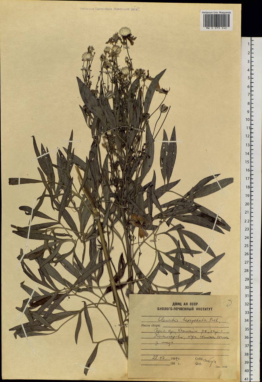 Clematis hexapetala Pall., Siberia, Russian Far East (S6) (Russia)