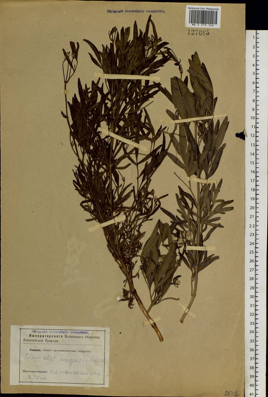 Clematis hexapetala Pall., Siberia, Baikal & Transbaikal region (S4) (Russia)