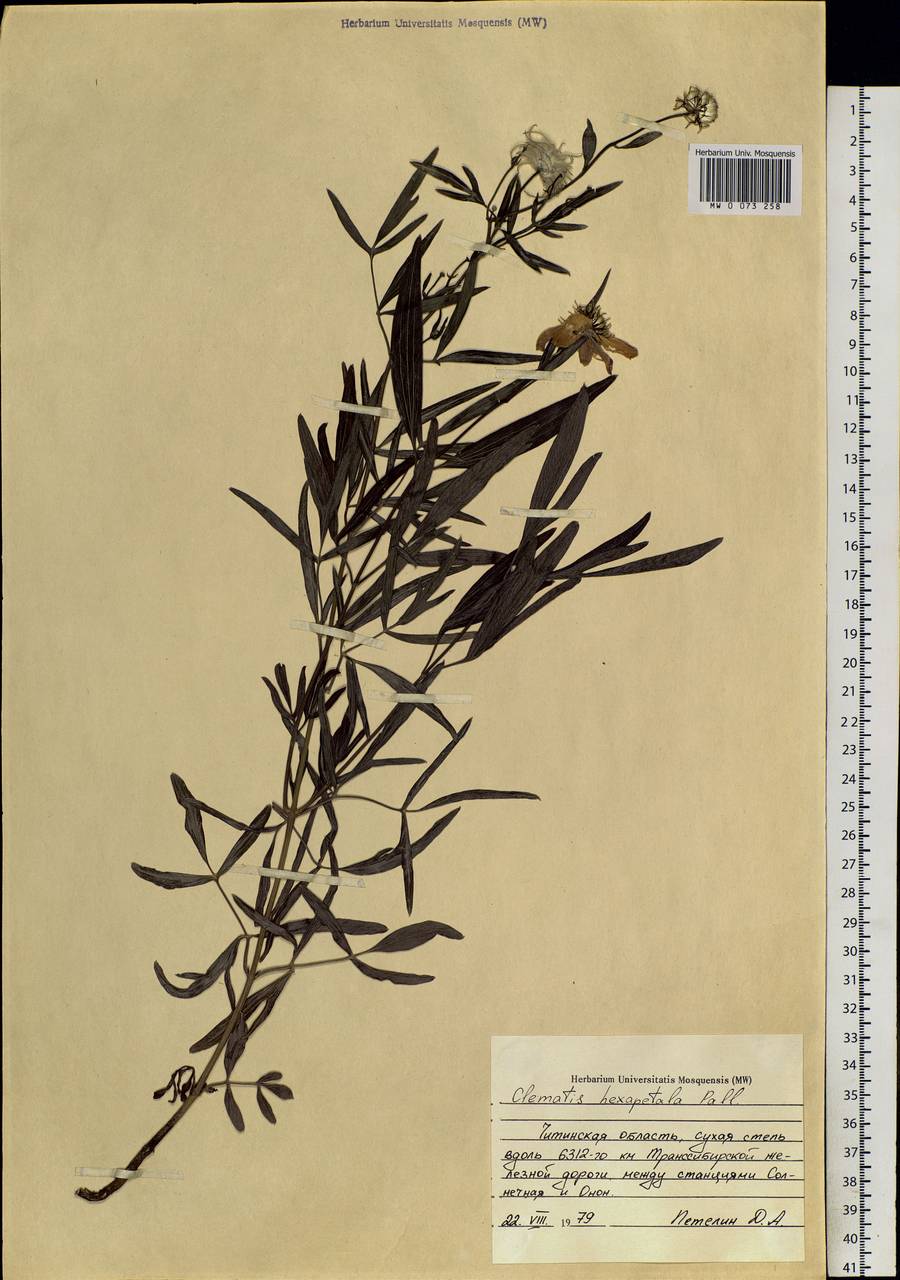 Clematis hexapetala Pall., Siberia, Baikal & Transbaikal region (S4) (Russia)
