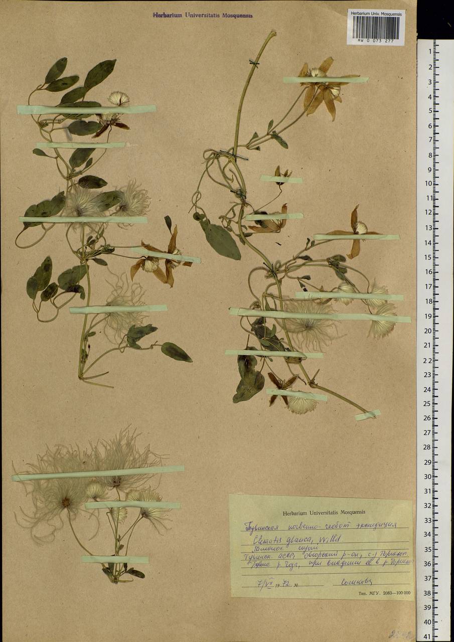 Clematis glauca Willd., Siberia, Altai & Sayany Mountains (S2) (Russia)
