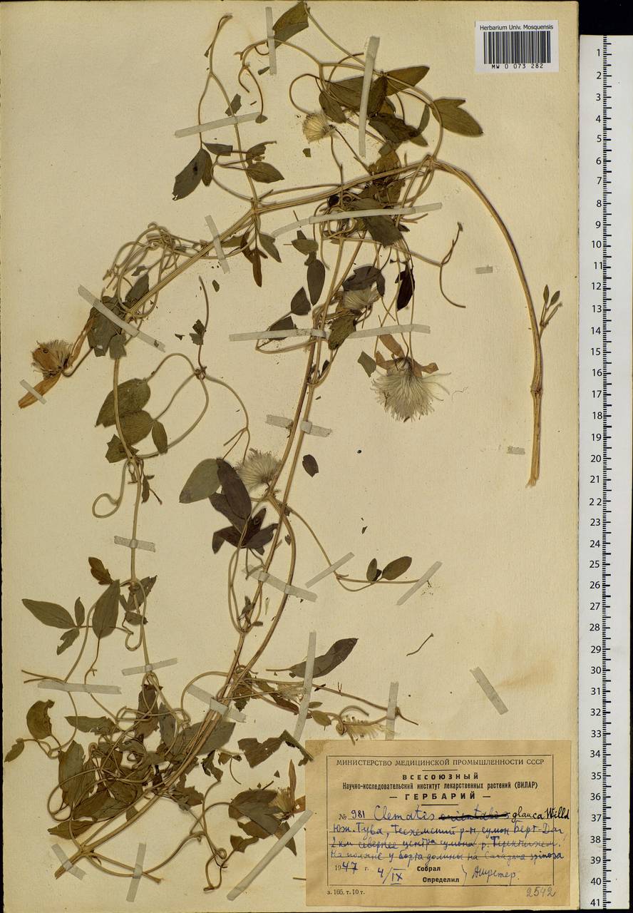 Clematis glauca Willd., Siberia, Altai & Sayany Mountains (S2) (Russia)