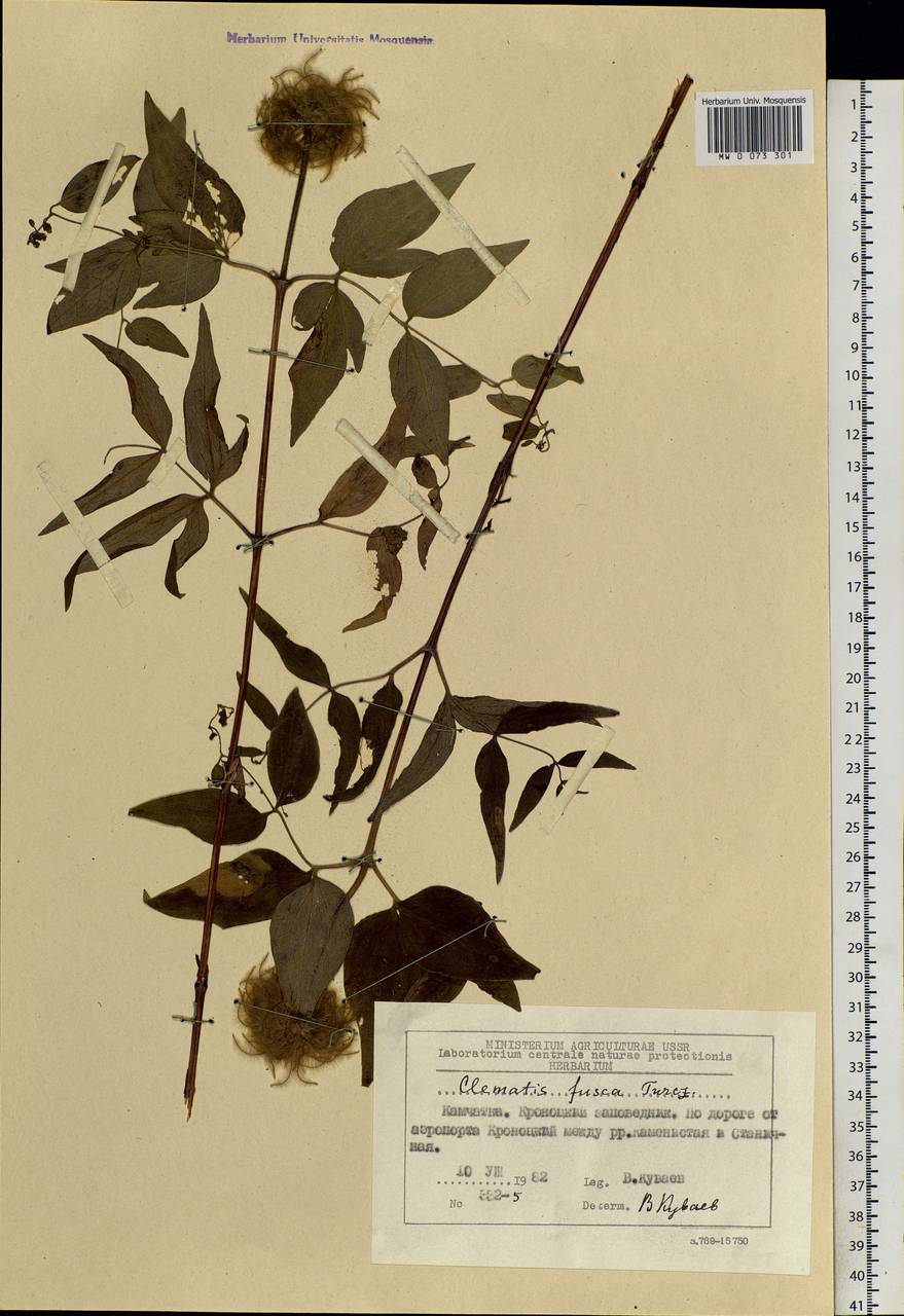 Clematis fusca Turcz., Siberia, Chukotka & Kamchatka (S7) (Russia)