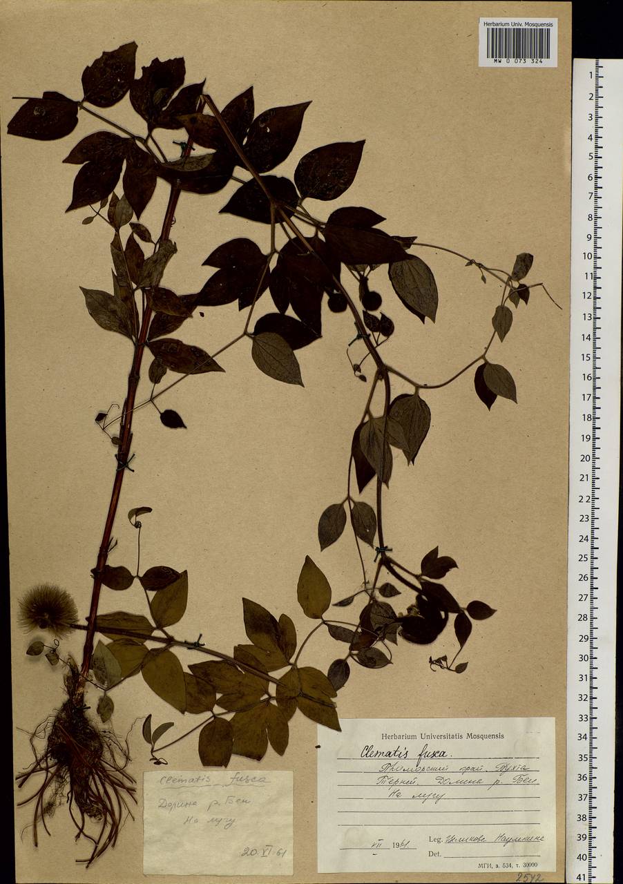 Clematis fusca Turcz., Siberia, Russian Far East (S6) (Russia)