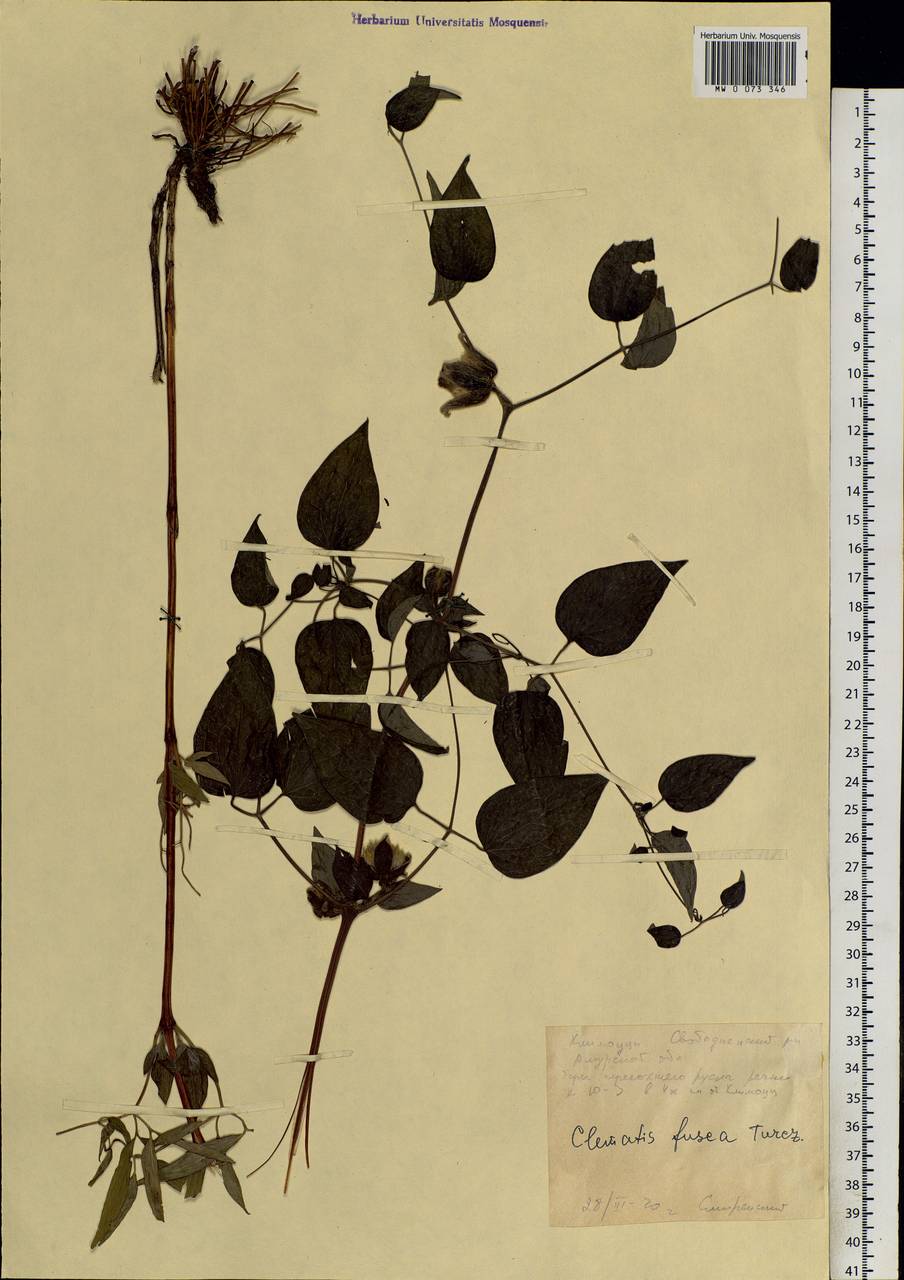 Clematis fusca Turcz., Siberia, Russian Far East (S6) (Russia)