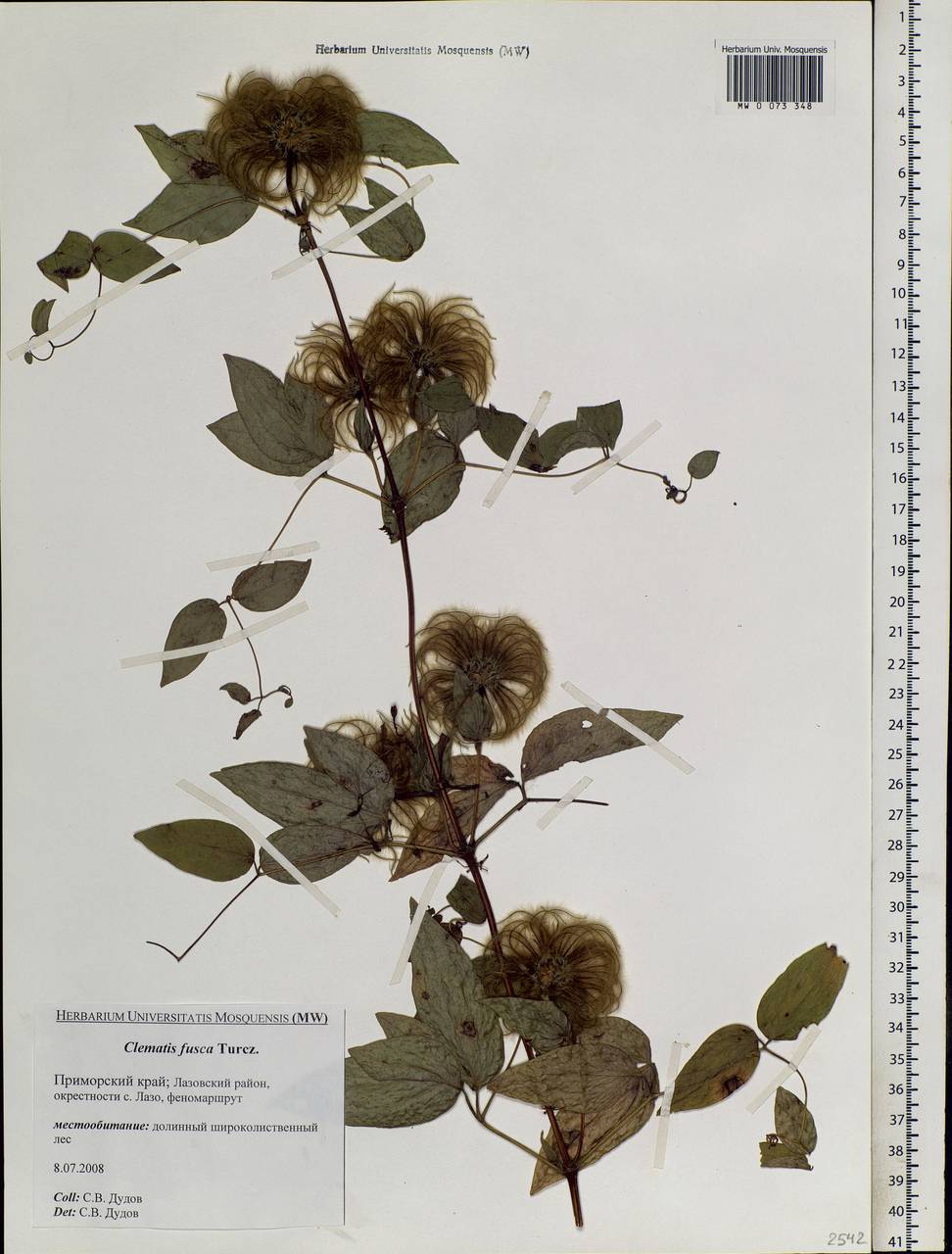 Clematis fusca Turcz., Siberia, Russian Far East (S6) (Russia)