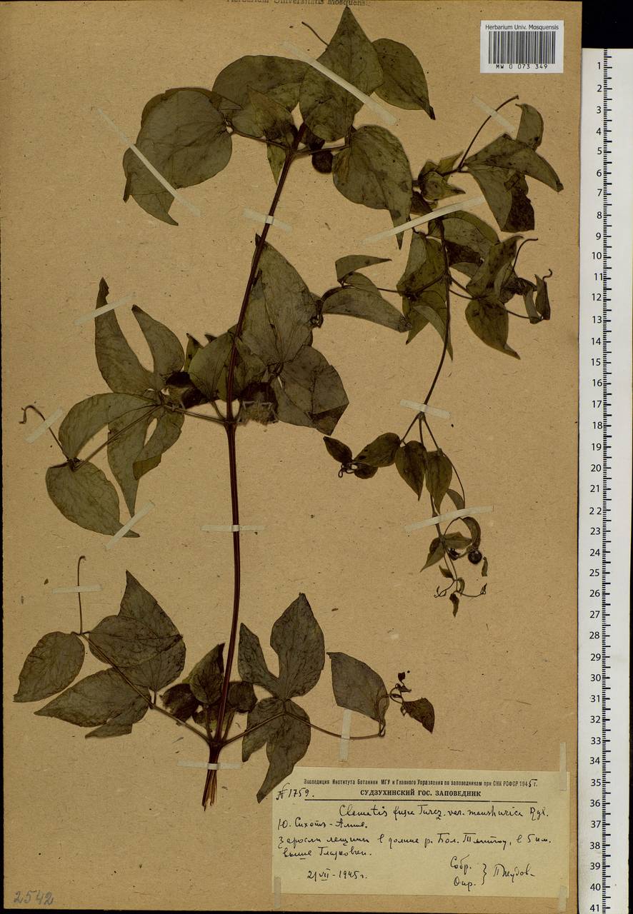 Clematis fusca Turcz., Siberia, Russian Far East (S6) (Russia)