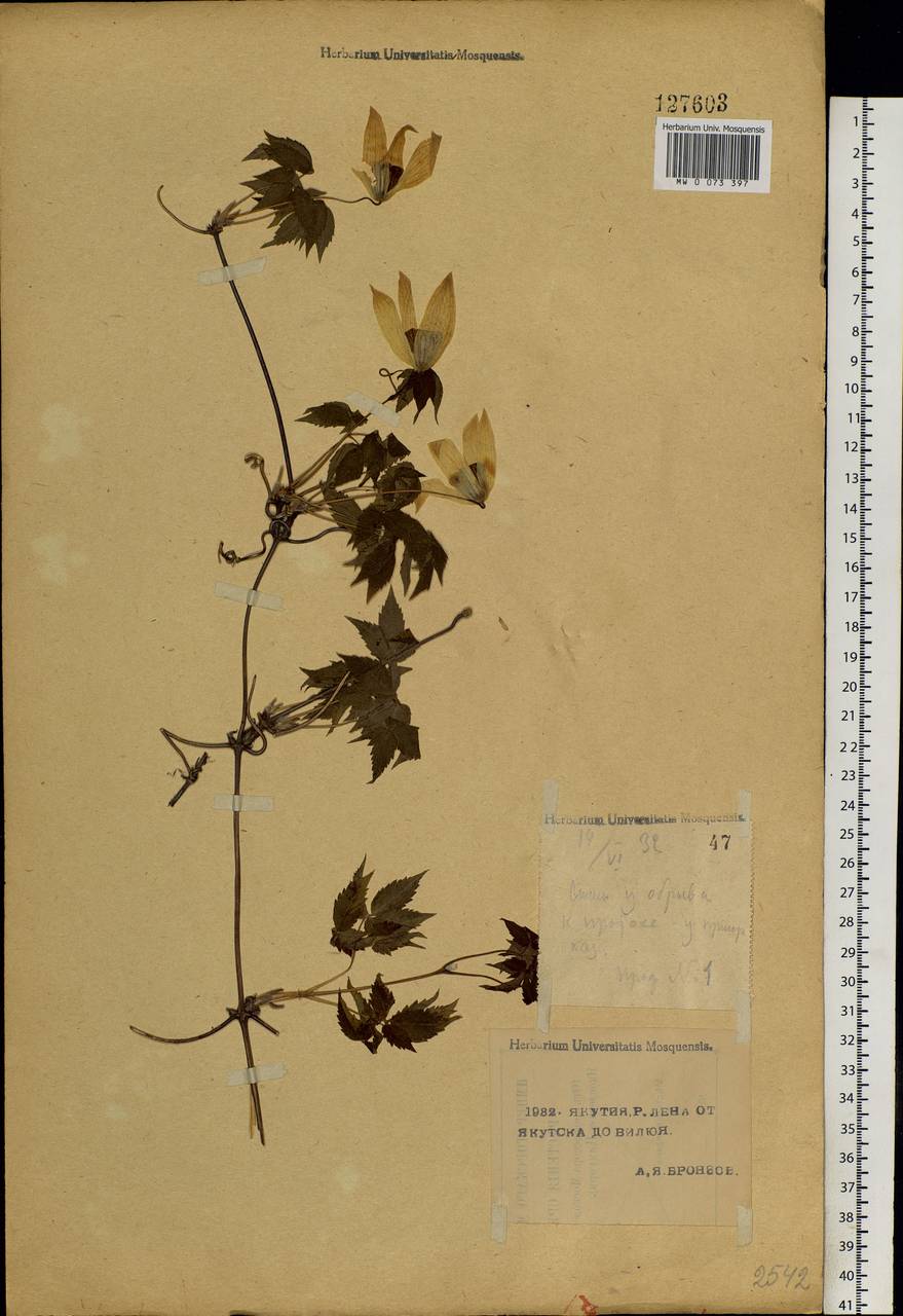 Clematis sibirica (L.) Mill., Siberia, Yakutia (S5) (Russia)