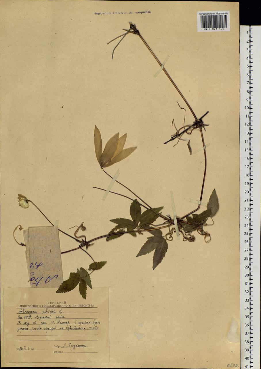 Clematis sibirica (L.) Mill., Siberia, Yakutia (S5) (Russia)