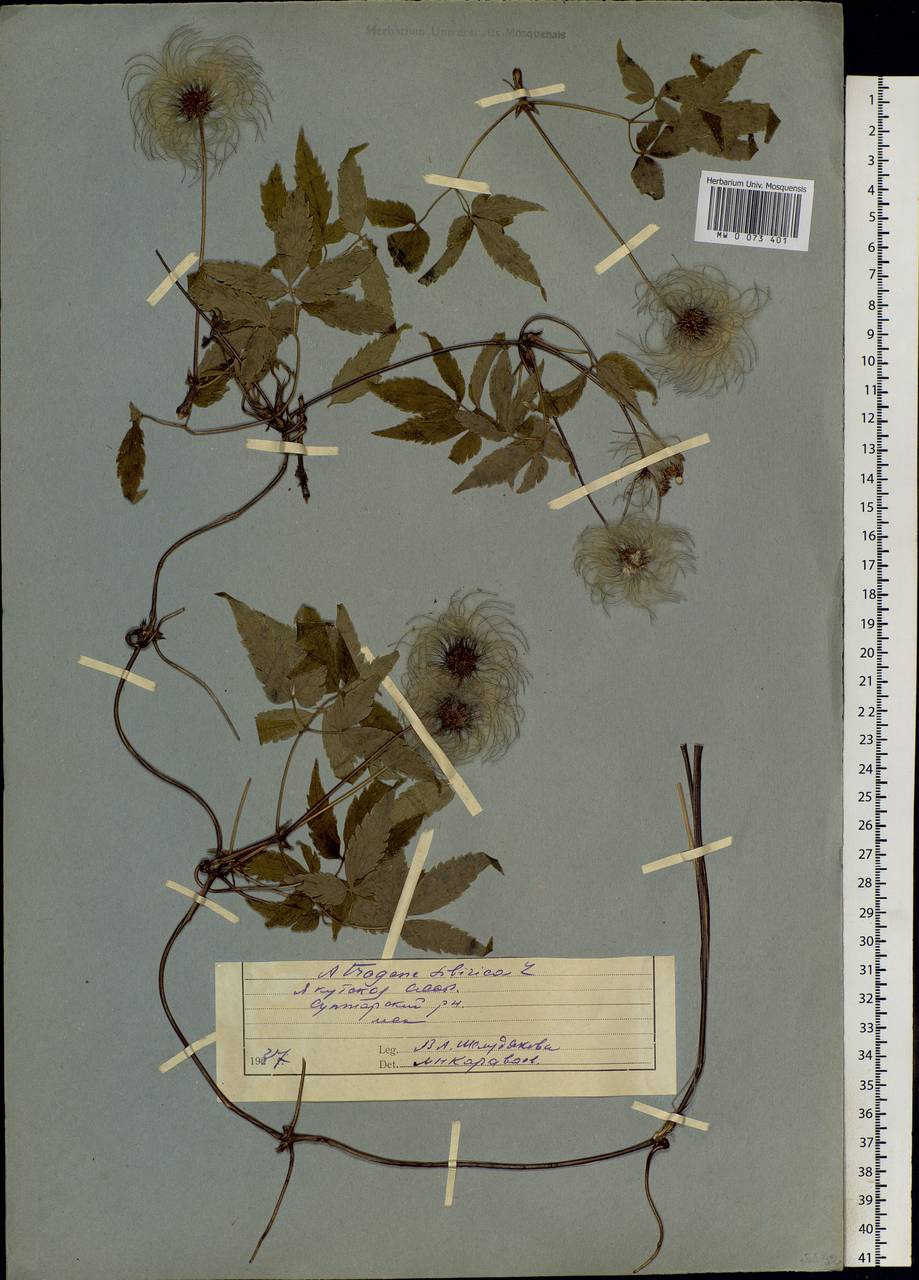 Clematis sibirica (L.) Mill., Siberia, Yakutia (S5) (Russia)