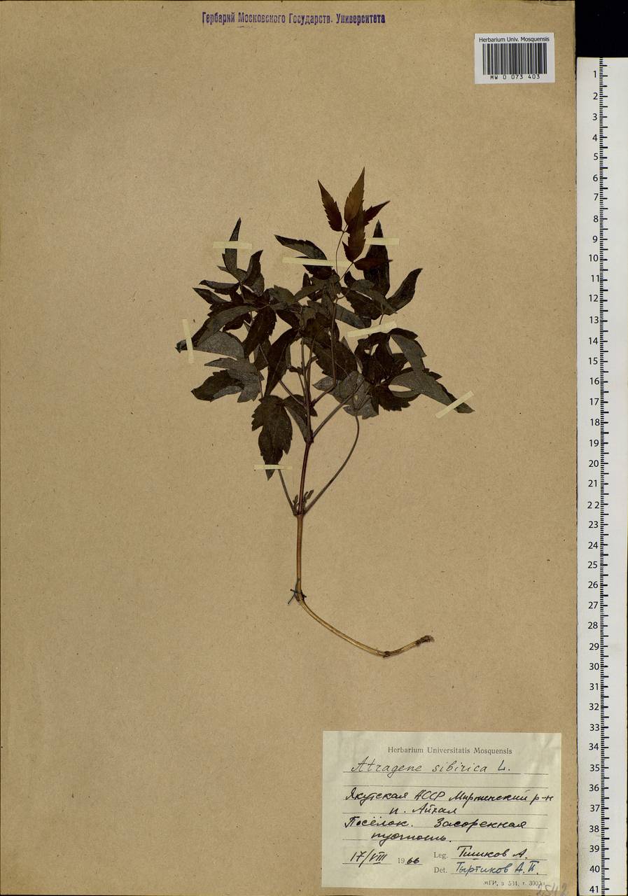 Clematis sibirica (L.) Mill., Siberia, Yakutia (S5) (Russia)