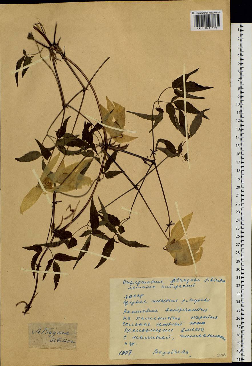 Clematis sibirica (L.) Mill., Siberia, Yakutia (S5) (Russia)