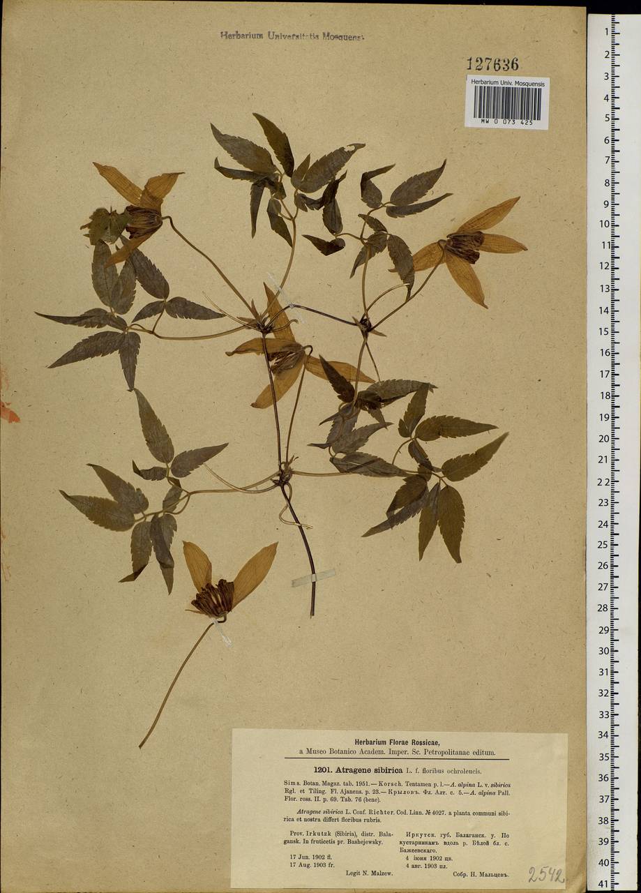 Clematis sibirica (L.) Mill., Siberia, Baikal & Transbaikal region (S4) (Russia)