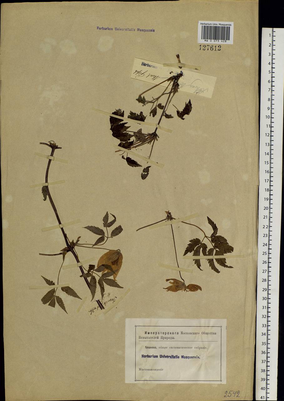 Clematis sibirica (L.) Mill., Siberia, Western Siberia (S1) (Russia)
