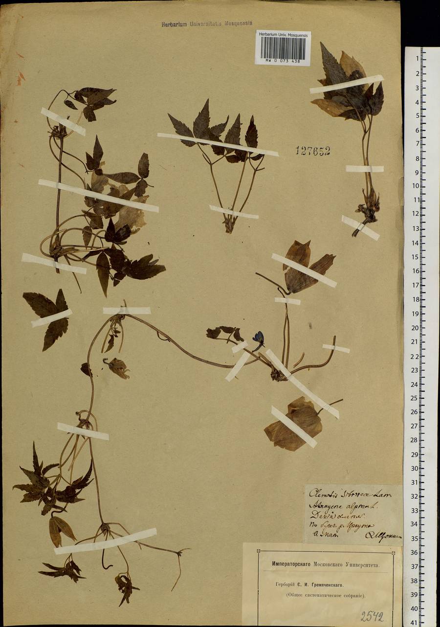 Clematis sibirica (L.) Mill., Siberia, Baikal & Transbaikal region (S4) (Russia)