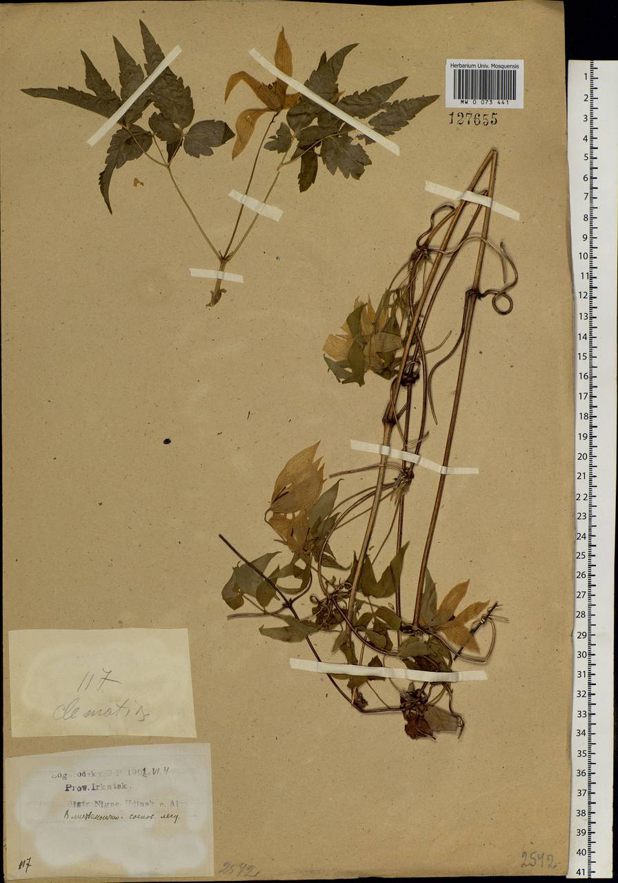 Clematis sibirica (L.) Mill., Siberia, Baikal & Transbaikal region (S4) (Russia)