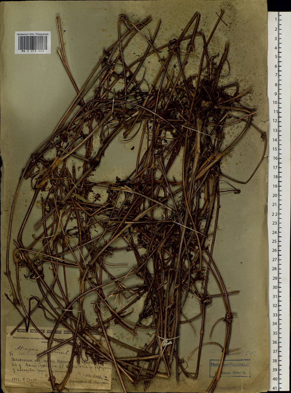 Clematis sibirica (L.) Mill., Siberia, Baikal & Transbaikal region (S4) (Russia)