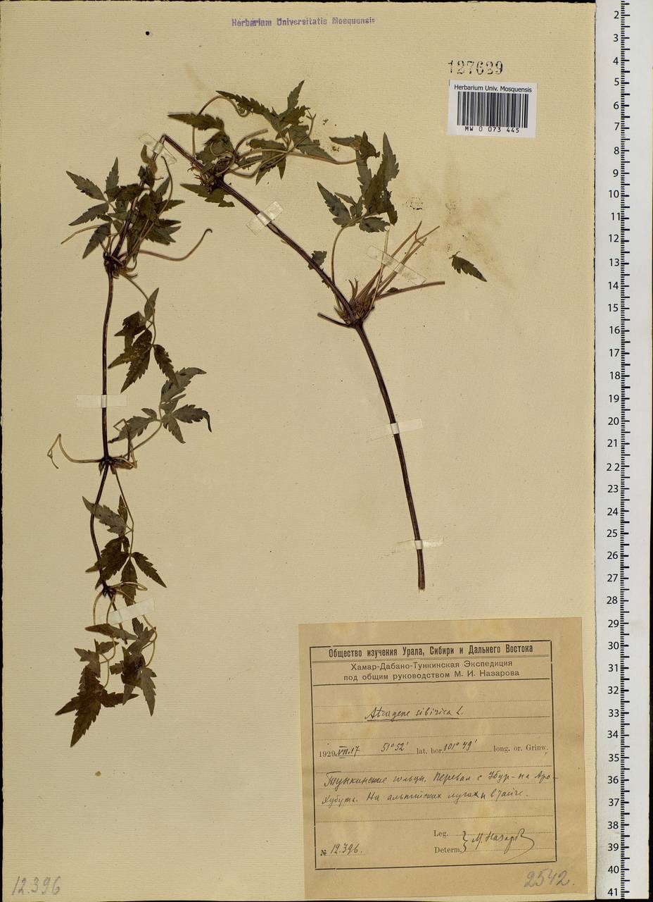 Clematis sibirica (L.) Mill., Siberia, Baikal & Transbaikal region (S4) (Russia)