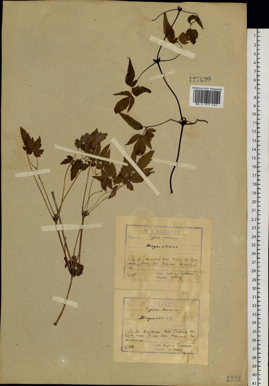 Clematis sibirica (L.) Mill., Siberia, Baikal & Transbaikal region (S4) (Russia)