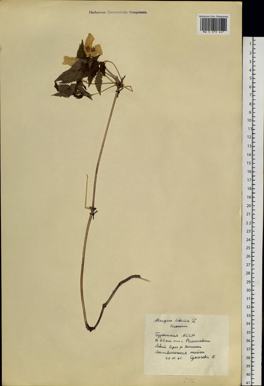 Clematis sibirica (L.) Mill., Siberia, Baikal & Transbaikal region (S4) (Russia)