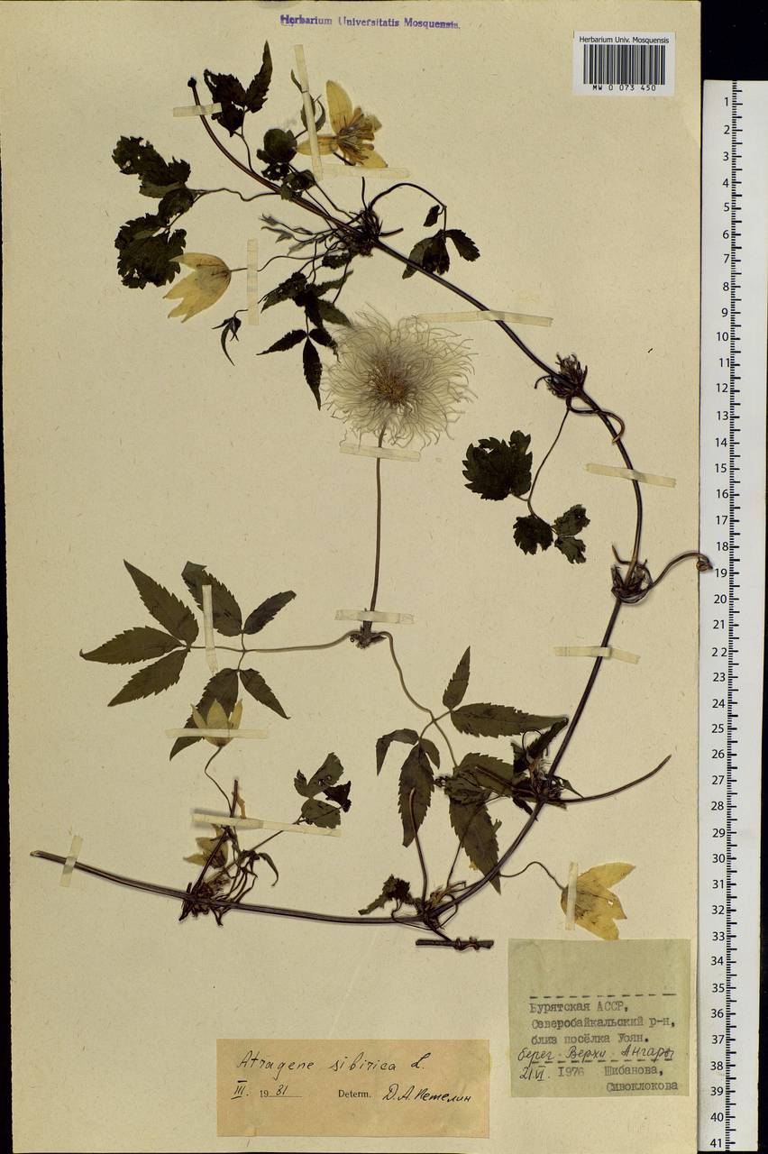 Clematis sibirica (L.) Mill., Siberia, Baikal & Transbaikal region (S4) (Russia)