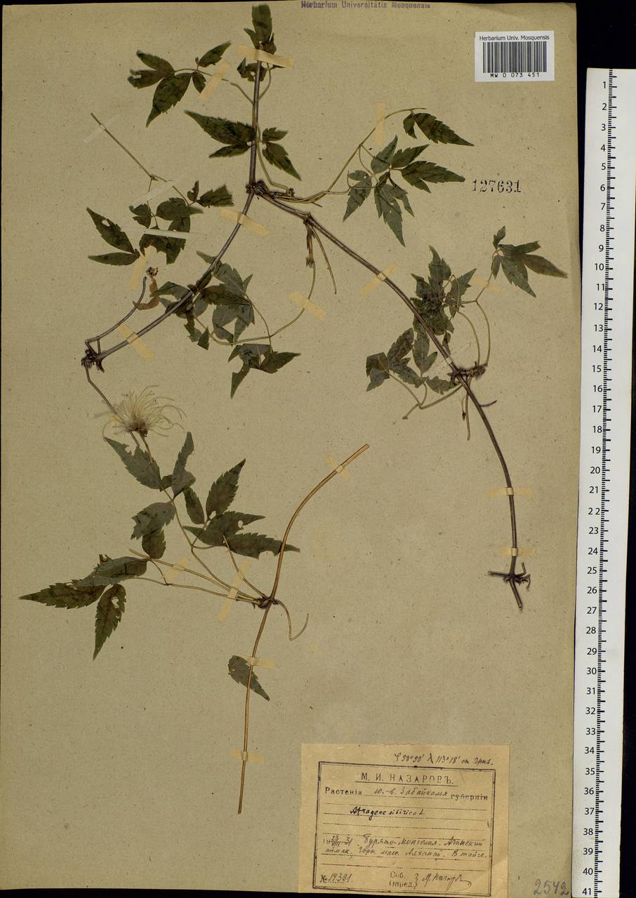 Clematis sibirica (L.) Mill., Siberia, Baikal & Transbaikal region (S4) (Russia)