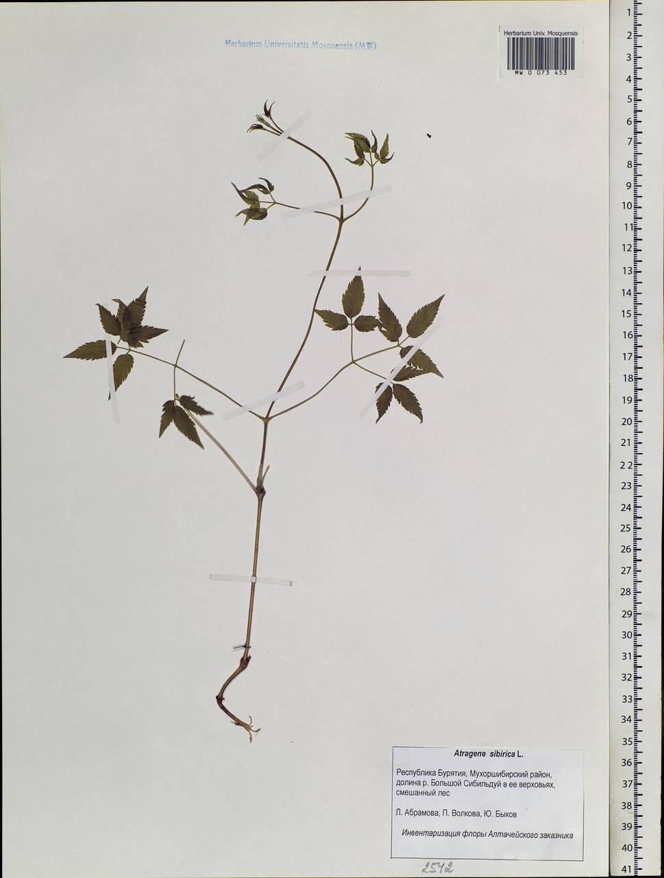 Clematis sibirica (L.) Mill., Siberia, Baikal & Transbaikal region (S4) (Russia)