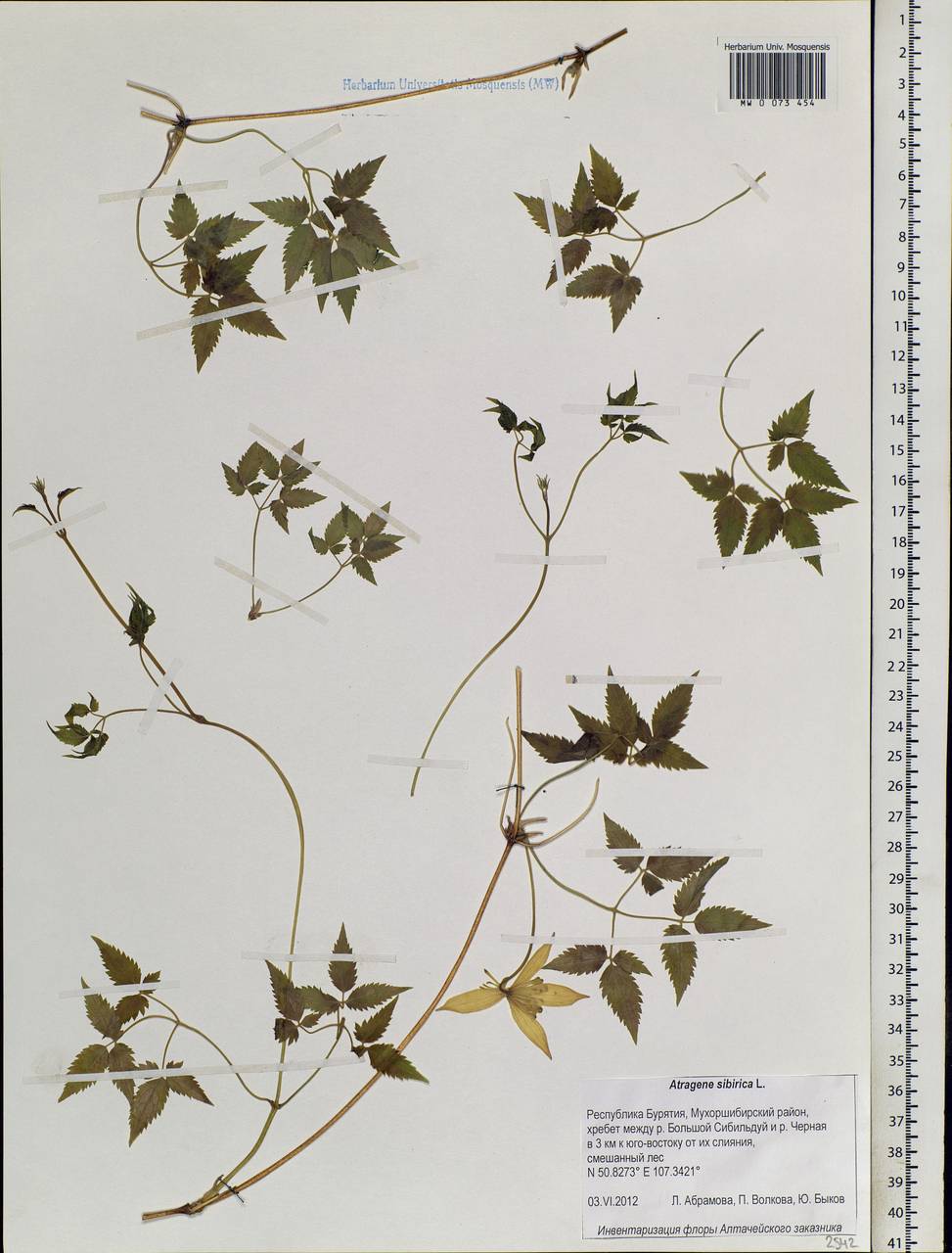 Clematis sibirica (L.) Mill., Siberia, Baikal & Transbaikal region (S4) (Russia)