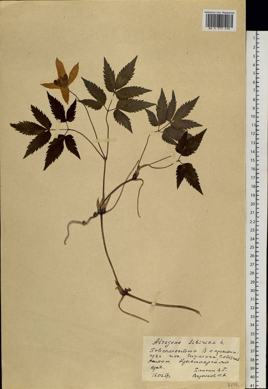 Clematis sibirica (L.) Mill., Siberia, Central Siberia (S3) (Russia)