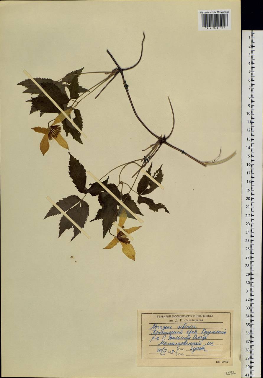 Clematis sibirica (L.) Mill., Siberia, Central Siberia (S3) (Russia)