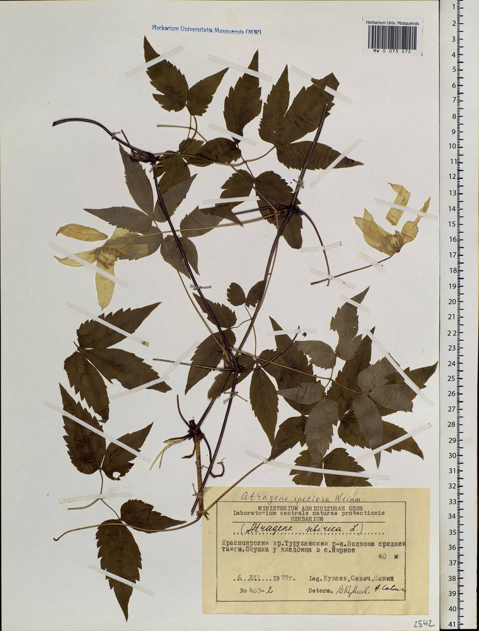 Clematis sibirica (L.) Mill., Siberia, Central Siberia (S3) (Russia)