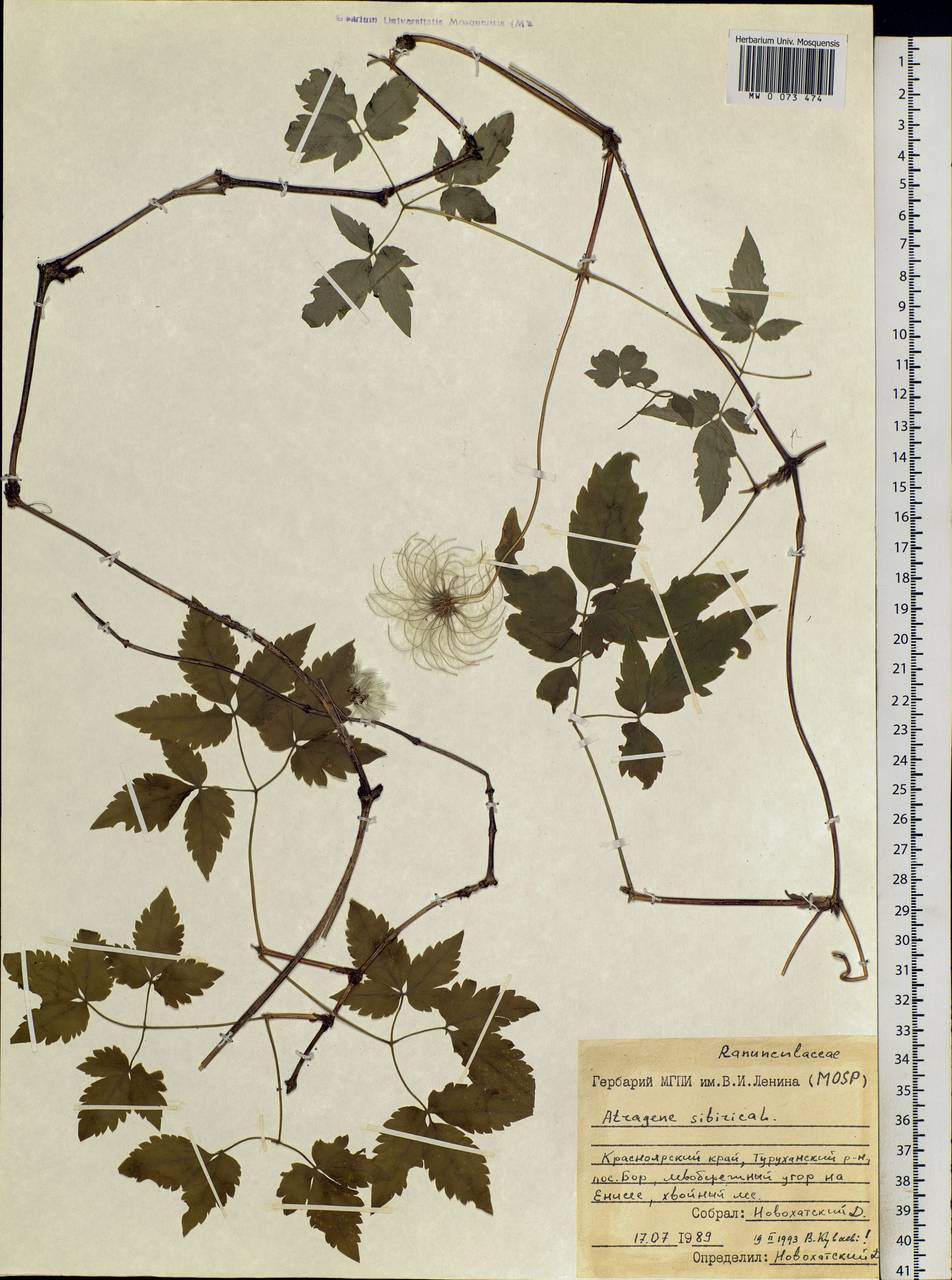 Clematis sibirica (L.) Mill., Siberia, Central Siberia (S3) (Russia)