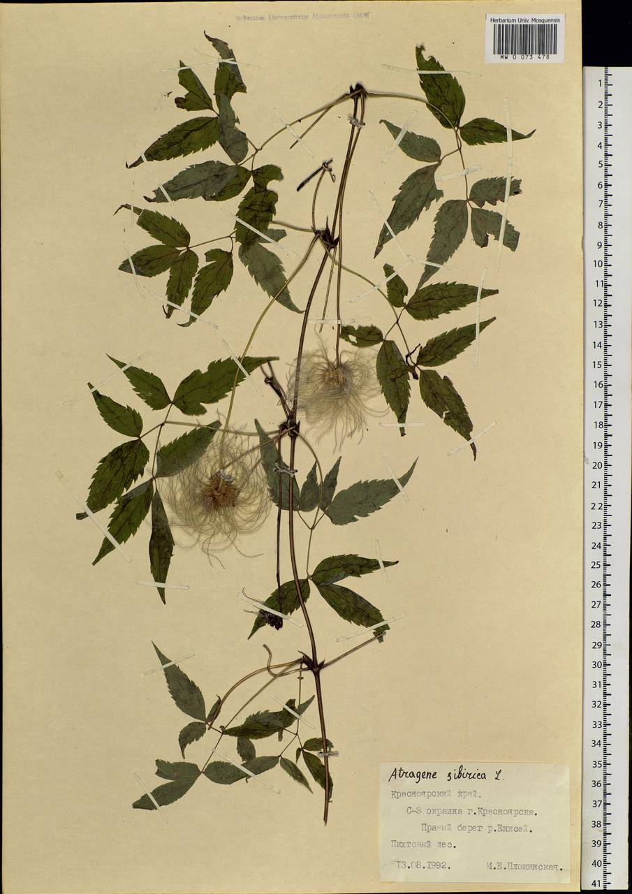 Clematis sibirica (L.) Mill., Siberia, Central Siberia (S3) (Russia)