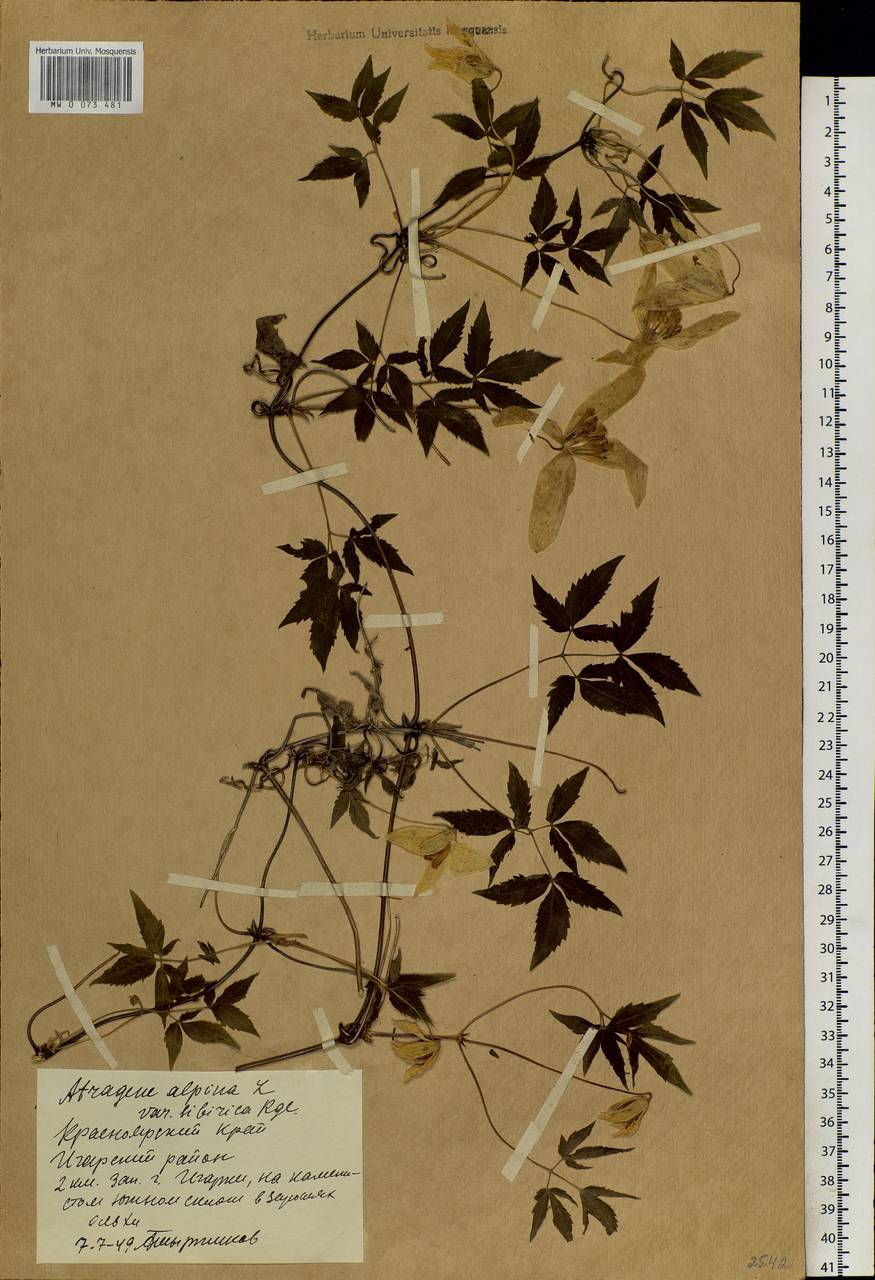 Clematis sibirica (L.) Mill., Siberia, Central Siberia (S3) (Russia)